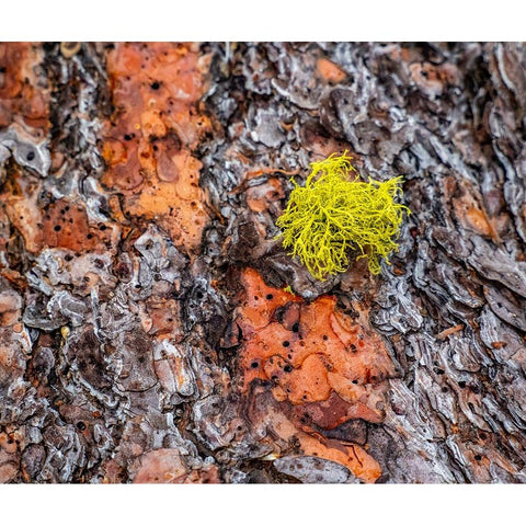 USA-Washington State-Table Mountain eastern Cascade Mountains Ponderosa Pine Bark Black Modern Wood Framed Art Print by Gulin, Sylvia