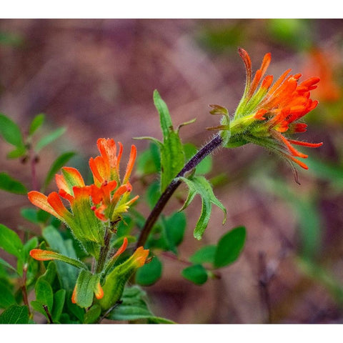 USA-Washington State-Table Mountain eastern Cascade Mountains Indian Paint Brush Black Modern Wood Framed Art Print by Gulin, Sylvia