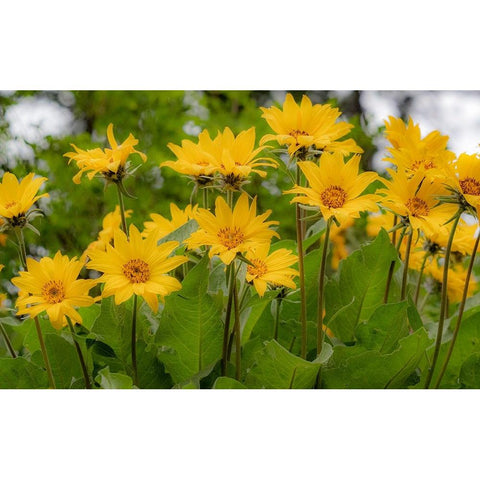 USA-Washington State-Table Mountain eastern Cascade Mountains Balsamroot Gold Ornate Wood Framed Art Print with Double Matting by Gulin, Sylvia