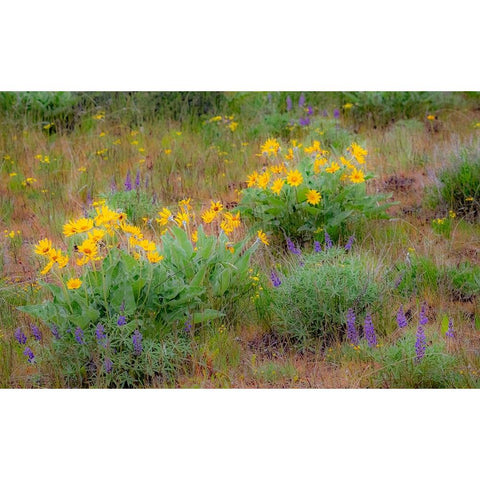 USA-Washington State-Table Mountain eastern Cascade Mountains Balsamroot and Lupine Black Modern Wood Framed Art Print by Gulin, Sylvia