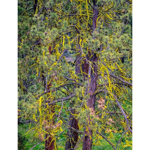 USA-Washington State-Table Mountain eastern Cascade Mountains yellow lichen on Ponderosa Pine Black Modern Wood Framed Art Print by Gulin, Sylvia