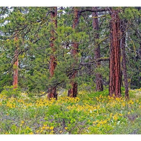 USA-Washington State-Table Mountain eastern Cascade Mountains Balsamroot and Lupine Black Modern Wood Framed Art Print by Gulin, Sylvia