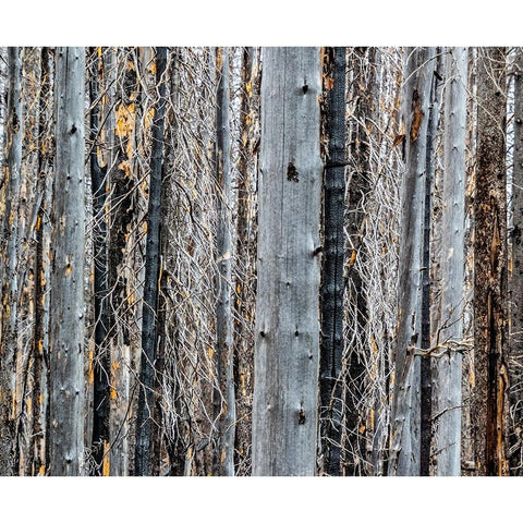 USA-Washington State-Table Mountain eastern Cascade Mountains forest fire effects on forest Black Modern Wood Framed Art Print by Gulin, Sylvia