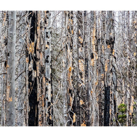 USA-Washington State-Table Mountain eastern Cascade Mountains forest fire effects on forest Black Modern Wood Framed Art Print by Gulin, Sylvia