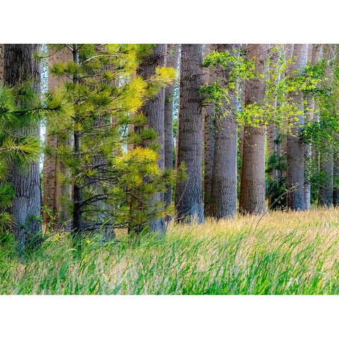 USA-Washington State-Othello grove of trees along Highway 26 Black Modern Wood Framed Art Print with Double Matting by Gulin, Sylvia