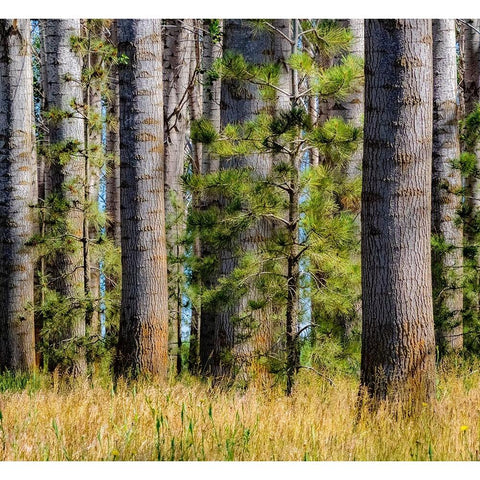 USA-Washington State-Othello grove of trees along Highway 26 White Modern Wood Framed Art Print by Gulin, Sylvia
