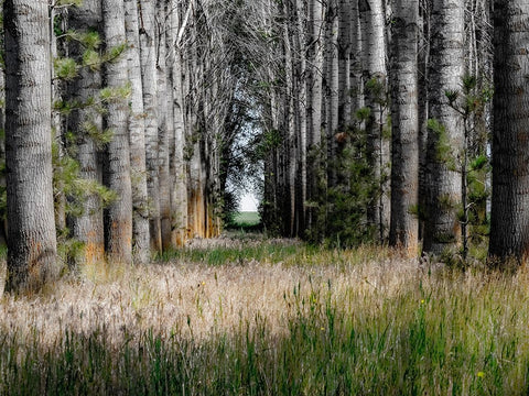 USA-Washington State-Othello grove of trees along Highway 26 Black Ornate Wood Framed Art Print with Double Matting by Gulin, Sylvia