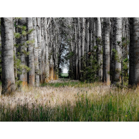 USA-Washington State-Othello grove of trees along Highway 26 Black Modern Wood Framed Art Print by Gulin, Sylvia