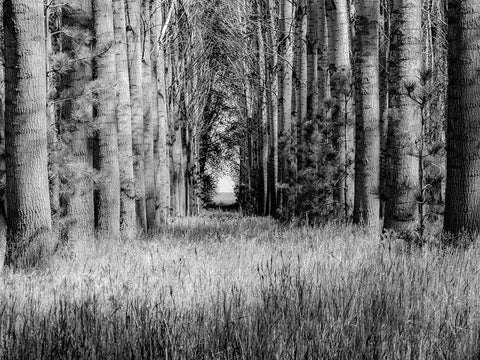 USA-Washington State-Othello grove of trees along Highway 26 Black Ornate Wood Framed Art Print with Double Matting by Gulin, Sylvia