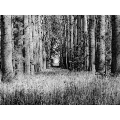 USA-Washington State-Othello grove of trees along Highway 26 Black Modern Wood Framed Art Print with Double Matting by Gulin, Sylvia