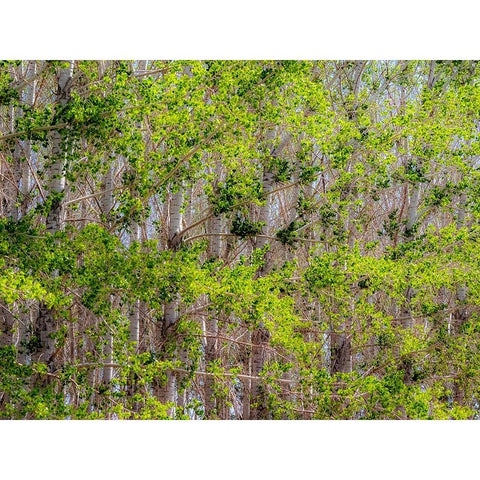 USA-Washington State-Othello grove of trees along Highway 26 Black Modern Wood Framed Art Print by Gulin, Sylvia