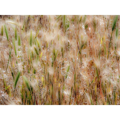 USA-Washington State-Benge Dried grass seed heads Black Modern Wood Framed Art Print with Double Matting by Gulin, Sylvia