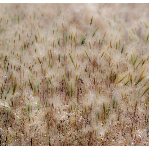 USA-Washington State-Benge Dried grass seed heads White Modern Wood Framed Art Print by Gulin, Sylvia