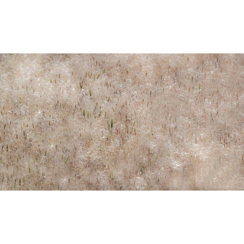 USA-Washington State-Benge Dried grass seed heads Black Modern Wood Framed Art Print by Gulin, Sylvia