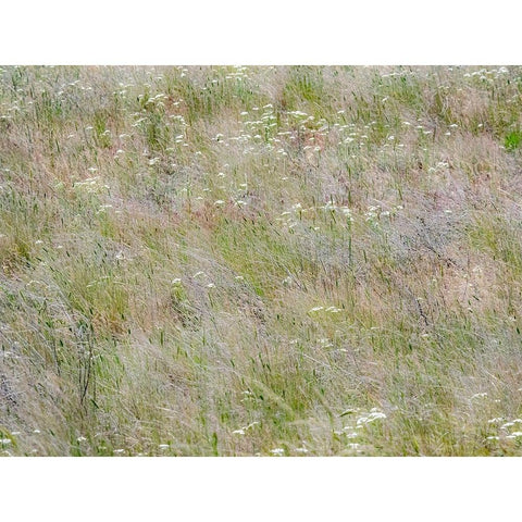 USA-Washington State-Benge Dried grass seed heads White Modern Wood Framed Art Print by Gulin, Sylvia