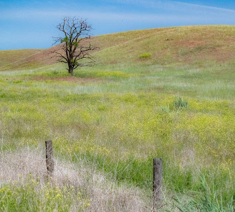 USA-Washington State-Eastern Washington-Benge With lone dead tree in field of grasses White Modern Wood Framed Art Print with Double Matting by Gulin, Sylvia