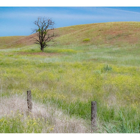 USA-Washington State-Eastern Washington-Benge With lone dead tree in field of grasses Gold Ornate Wood Framed Art Print with Double Matting by Gulin, Sylvia