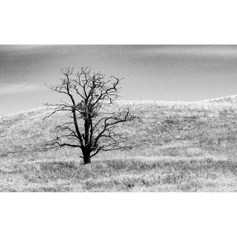 USA-Washington State-Eastern Washington-Benge With lone dead tree in field of grasses Gold Ornate Wood Framed Art Print with Double Matting by Gulin, Sylvia