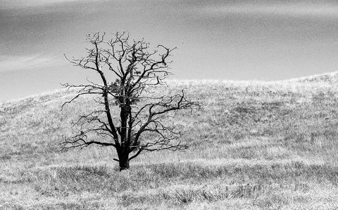 USA-Washington State-Eastern Washington-Benge With lone dead tree in field of grasses Black Ornate Wood Framed Art Print with Double Matting by Gulin, Sylvia