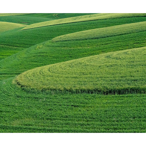 USA-Washington State-Eastern Washington winter and spring wheat near Endicott White Modern Wood Framed Art Print by Gulin, Sylvia