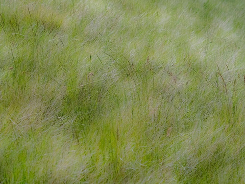 USA-Washington State-Palouse grasses soft focused near Colfax Black Ornate Wood Framed Art Print with Double Matting by Gulin, Sylvia
