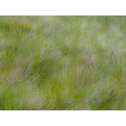 USA-Washington State-Palouse grasses soft focused near Colfax Black Modern Wood Framed Art Print with Double Matting by Gulin, Sylvia