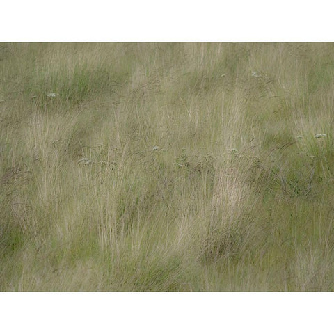 USA-Washington State-Palouse grasses soft focused near Colfax Black Modern Wood Framed Art Print by Gulin, Sylvia