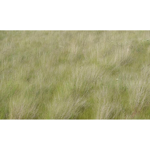 USA-Washington State-Palouse grasses soft focused near Colfax Black Modern Wood Framed Art Print with Double Matting by Gulin, Sylvia
