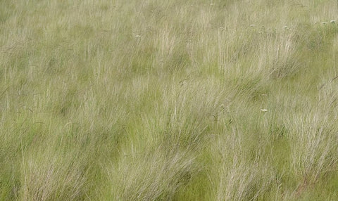 USA-Washington State-Palouse grasses soft focused near Colfax White Modern Wood Framed Art Print with Double Matting by Gulin, Sylvia