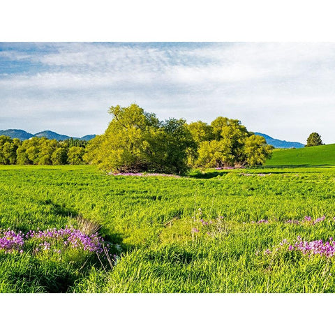 USA-Washington State-Palouse wheat fields and dollar plant in bloom near Pulman Gold Ornate Wood Framed Art Print with Double Matting by Gulin, Sylvia