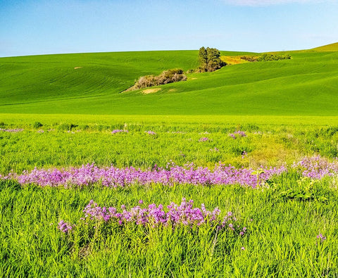 USA-Washington State-Palouse wheat fields and dollar plant in bloom near Pulman White Modern Wood Framed Art Print with Double Matting by Gulin, Sylvia