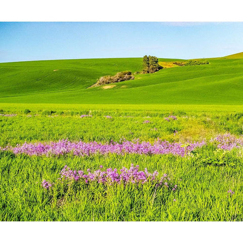 USA-Washington State-Palouse wheat fields and dollar plant in bloom near Pulman White Modern Wood Framed Art Print by Gulin, Sylvia