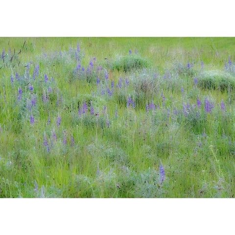 USA-Washington State-Colfax Palouse field of grass and lupine Black Modern Wood Framed Art Print by Gulin, Sylvia
