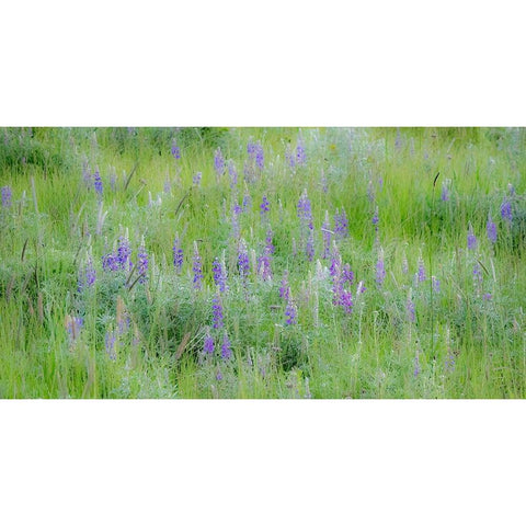 USA-Washington State-Colfax Palouse field of grass and lupine White Modern Wood Framed Art Print by Gulin, Sylvia