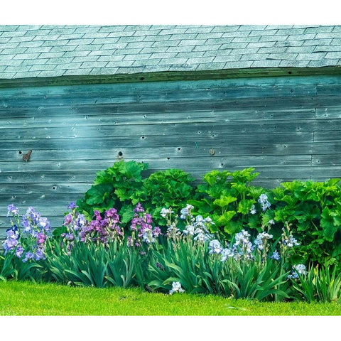 USA-Washington State-Kamiak Butte-Palouse Bearded Iris along side a wooden barn Black Modern Wood Framed Art Print by Gulin, Sylvia