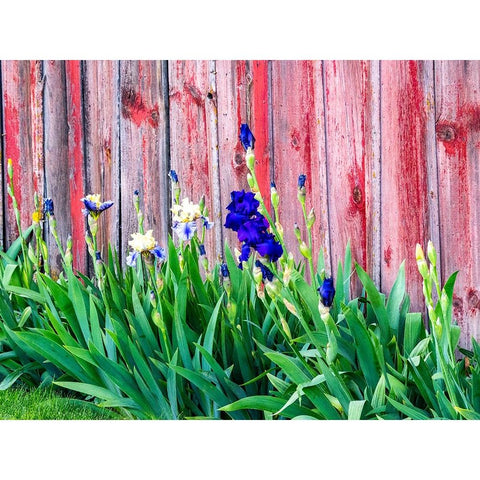 USA-Washington State-Kamiak Butte-Palouse Bearded Iris along side a wooden barn Black Modern Wood Framed Art Print by Gulin, Sylvia