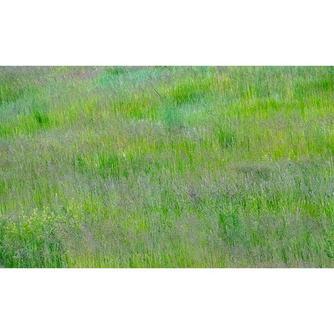 USA-Washington State-Palouse-Eastern Washington Green grass field Gold Ornate Wood Framed Art Print with Double Matting by Gulin, Sylvia