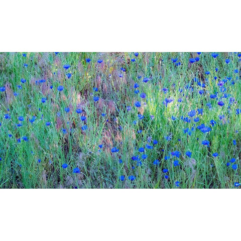 USA-Washington State-Palouse and field of blue bachelor buttons flowering White Modern Wood Framed Art Print by Gulin, Sylvia