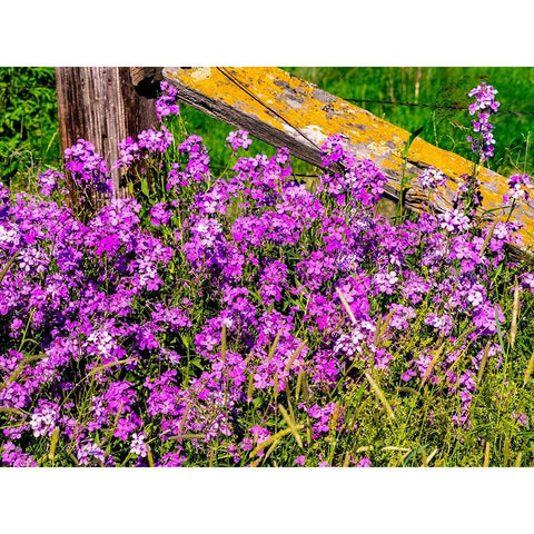 USA-Washington State-Palouse Lichen covered fence post surrounded by dollar plant flowers Black Modern Wood Framed Art Print with Double Matting by Gulin, Sylvia