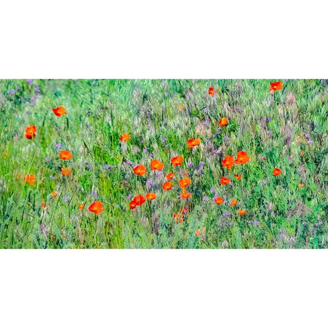 USA-Washington State-Palouse and field of red poppies Gold Ornate Wood Framed Art Print with Double Matting by Gulin, Sylvia
