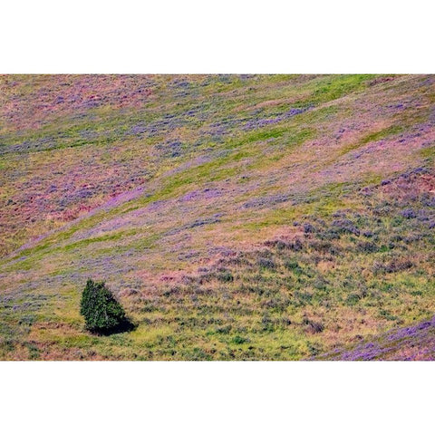 USA-Washington State-Palouse with hillside of vetch White Modern Wood Framed Art Print by Gulin, Sylvia