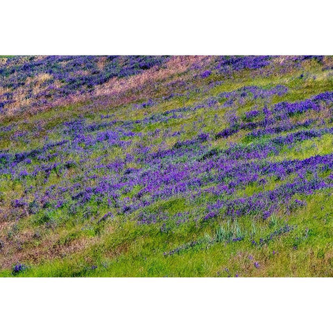 USA-Washington State-Palouse with hillside of vetch White Modern Wood Framed Art Print by Gulin, Sylvia