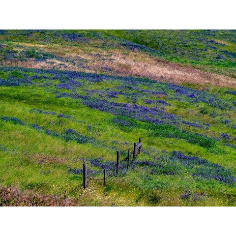 USA-Washington State-Palouse with hillside of vetch Black Modern Wood Framed Art Print by Gulin, Sylvia