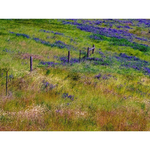 USA-Washington State-Palouse with hillside of vetch Black Modern Wood Framed Art Print with Double Matting by Gulin, Sylvia