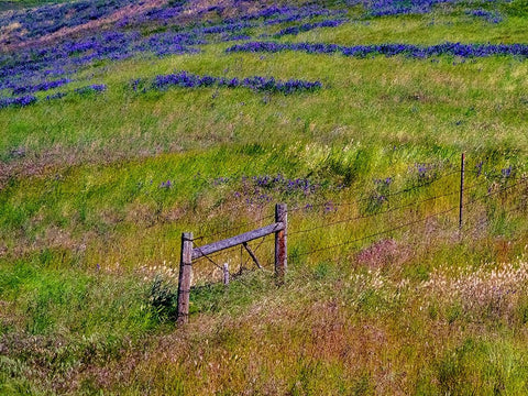 USA-Washington State-Palouse with hillside of vetch Black Ornate Wood Framed Art Print with Double Matting by Gulin, Sylvia