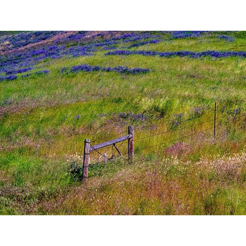 USA-Washington State-Palouse with hillside of vetch White Modern Wood Framed Art Print by Gulin, Sylvia