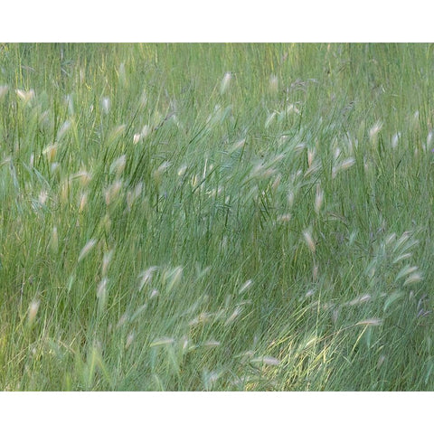 USA-Washington State-Palouse with hillside planted in grass White Modern Wood Framed Art Print by Gulin, Sylvia