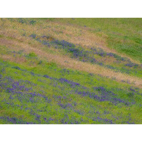 USA-Washington State-Palouse with hillside of vetch Black Modern Wood Framed Art Print by Gulin, Sylvia