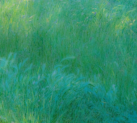 USA-Washington State-Palouse with hillside planted in grass White Modern Wood Framed Art Print with Double Matting by Gulin, Sylvia