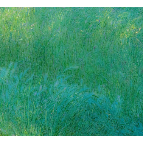 USA-Washington State-Palouse with hillside planted in grass Gold Ornate Wood Framed Art Print with Double Matting by Gulin, Sylvia